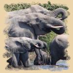 Elefanten im Chobe