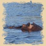 Hippo im Chobe