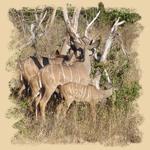 Kudus im Chobe Nationalpark