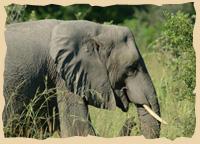 Elefant nahe der Mogothlo Safari Lodge