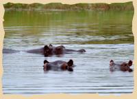 Hippos im Khwai River