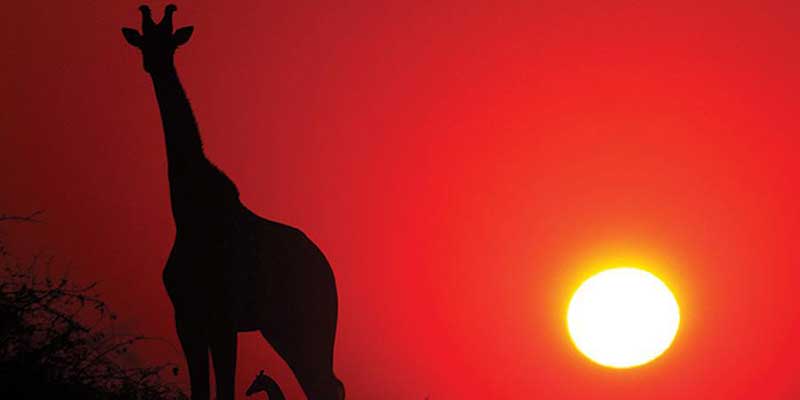 Giraffen in der Kalahari