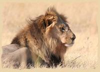 Löwe im Nxai Pan National Park