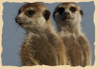 Erdmännchen in der Kalahari