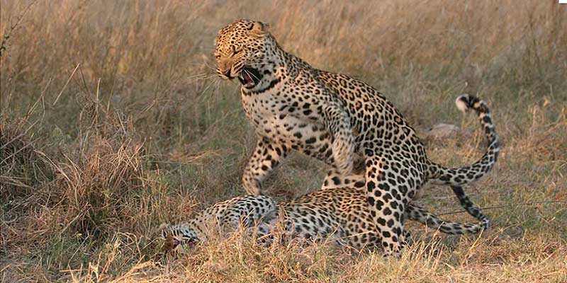 Leoparden in Botswana