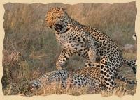 Leoparden in Botswana
