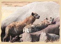 Hyänen fressen Elefant