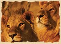 Löwen im Chobe Nationalpark