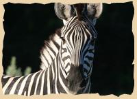 Zebra im Moremi Wildreservat
