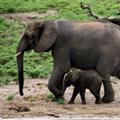 Elefanten im Chobe Nationalpark