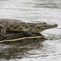 Krokodil im Chobe Nationalpark