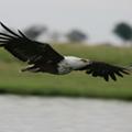 Schreiseeadler im Flug