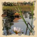 Wasserlilie im Okavango Delta
