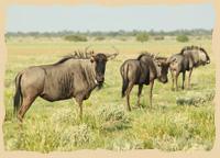 Gnus nach der Regenzeit