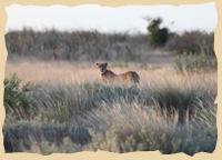 Gepard im Busch