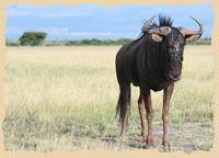 Einsames Gnu sucht Kontakt