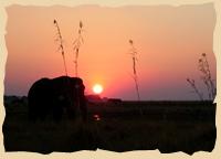 Elefant im Chobe National Park