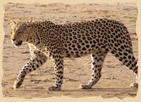 Leopardenspaziergng im Kgalagadi Transfrontier Park