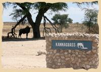 Kannaguas Wasserloch mit Gnuschattenriss