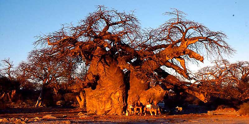 Baobabs bei den Makgadikgadi Pans 