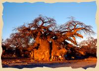 Baobabs bei den Makgadikgadi Pans 