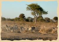 Zebraherden bei den Pfannen