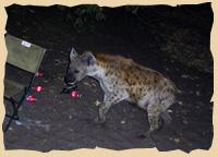 Hyena im Camp