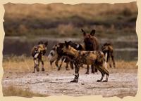 Wilde Hunde, eine vom Aussterben bedrohte Spezies