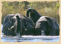 Badende Elefanten