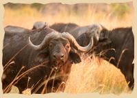 Büffelherde im Nordosten des Moremi