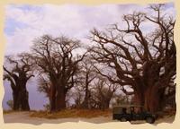 Die Baines Baobab-Bäume