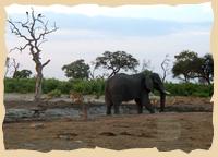 Schönes Foto: Löwen, ein Elefant und Geier