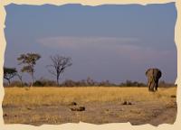 Elefant im Sonnenuntergang