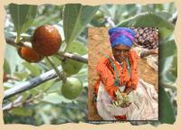 Haikom Sammlerin mit Beeren: Photo: Harald Steyn, 2001. "Born in Etosha"