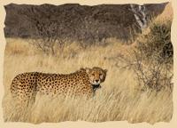 Gepard beim CCF - Copyright CCF Gepard beim CCF