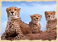 Drei Geschwister - Copyright CCF Drei Geschwister