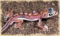 Ein Gecko in der Wüste