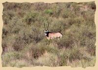 Oryxantilopen im Kgalagadi Transfrontier Park