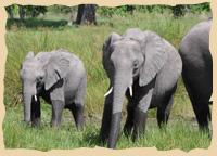 Elefanten im Mamili Nationalpark