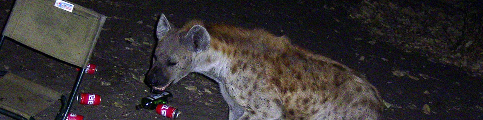 Hyena im Camp header