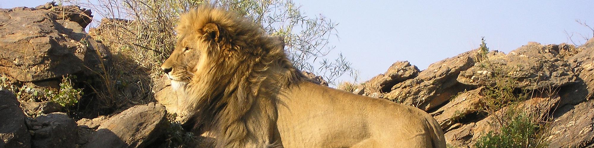 Lion