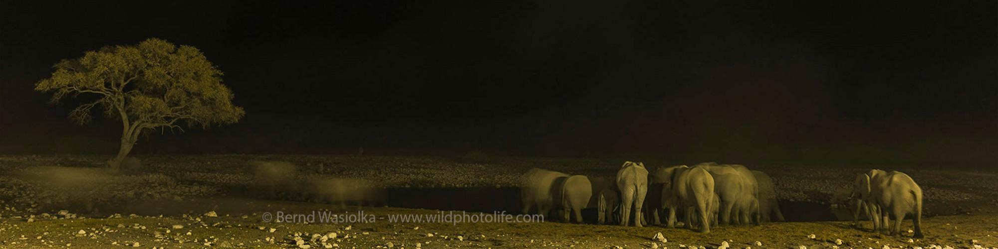 Etosha Fotosafarie Header