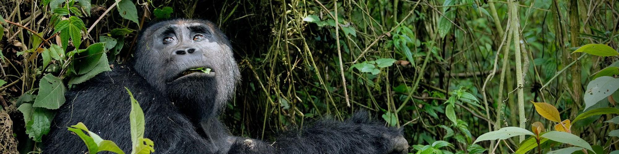 Gorilla-Trekking