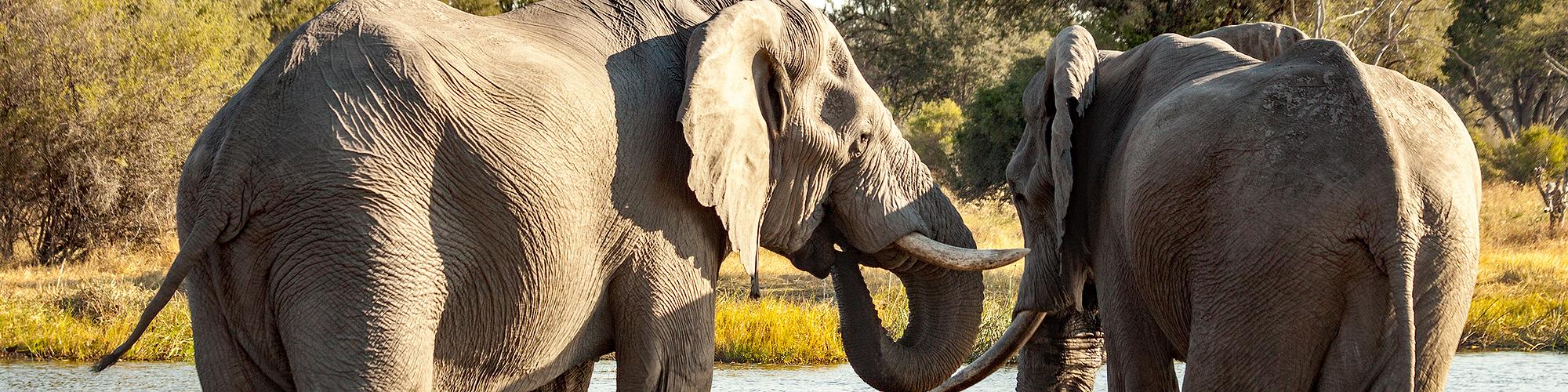 Header Botswana Highlights