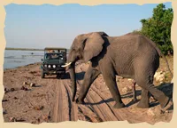 Elefant im Chobe Nationalpark in Bostwana