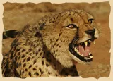 Cheetah Fütterung im Gehege