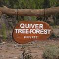 Quivertree Forest