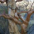 Hauchabfontein - Bäume am Campingplatz