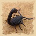 Der Biss vom schwarzen Skorpion ist recht schmerzhaft 