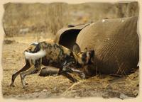 Wilde Hund und Elefant im Khaudom Game Park